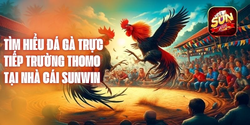 Đá gà trực tiếp trường Thomo